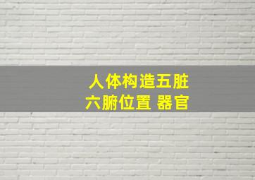 人体构造五脏六腑位置 器官